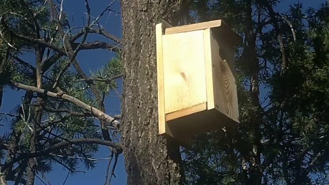 Western Bluebird Nesting Box in Gas Field