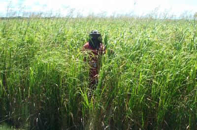 Field Work