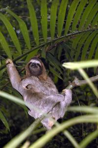 Three-Toed Sloth