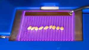 Low temperature plasma surface seed treatment