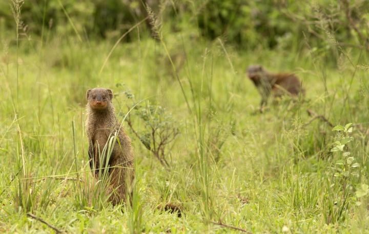 Banded Mongooses