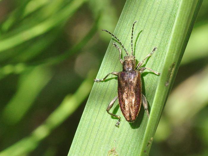 Reed beetle Donacia marginata