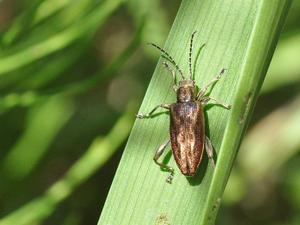 Reed beetle Donacia marginata