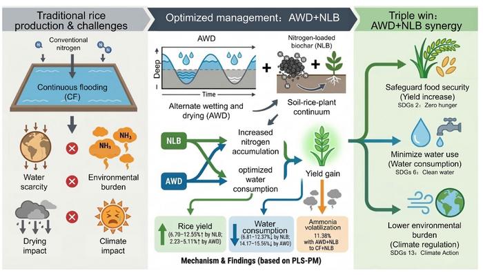 Closing the rice production trilemma: AWD and nitrogen-loaded biochar synergy achieves co-benefits in yield improvement, water saving, and ammonia mitigation