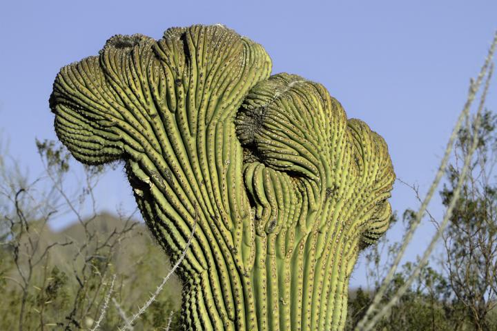 Desert Dweller
