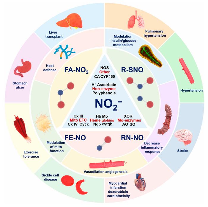 Therapeutic opportunities for nitrite reduction catalyzed by NiRs for treating cardiovascular and metabolic diseases.