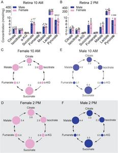 Quantification of retinal TCA cycle metabolites in male and female mice at 10 a.m. and 2 p.m.