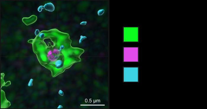 Autophagosome engulfing a TRIM21- and antibody-coated adenovirus