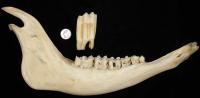 Bison Jaw