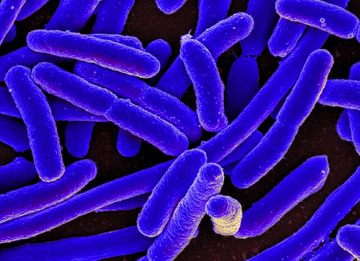 Storming the Castle: New Discovery in the Fight Against Bacteria