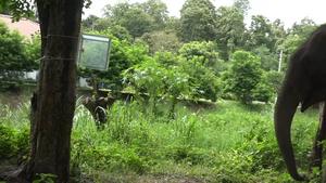 Asian elephants (Elephas maximus) demonstrate inhibitory control in a detour task