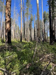 Forest Habitat in Yosemite National Park 10 years after the Rim Fire