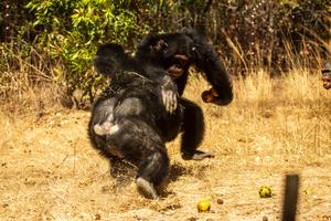 Chimpanzee aggression