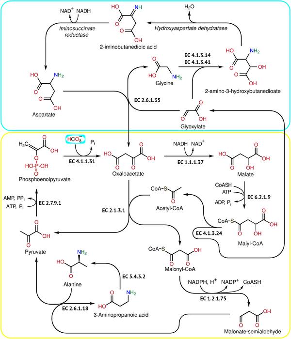 Figure 2. Scheme of the MOG cycle combined with a β-hydroxyaspartate cycle.
