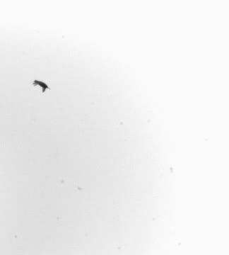 Courtship Dive