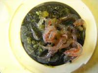 Krill Close-Up