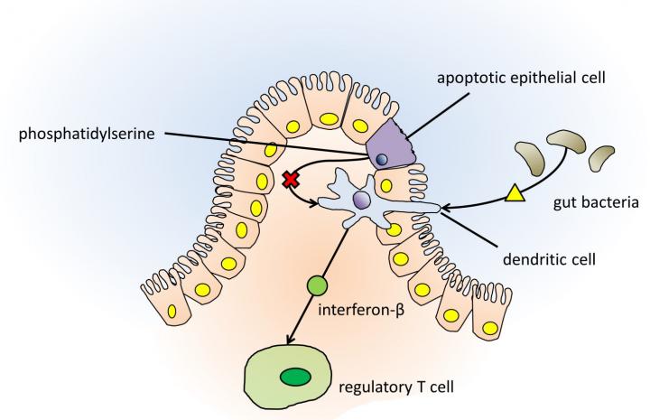 Control of Regulatory T Cells by Dying Epithelial Cells