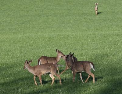 White-tailed Deer