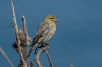 Atlantic Canary