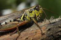 Grasshopper