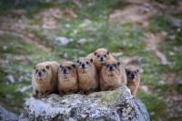 The Diverse Vocal Repertoire of Rock Hyraxes Reveals New Information about Sex Differences and the E