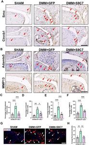 CasRx-mediated gene knockdown decreased OA-associated factors in tissues.