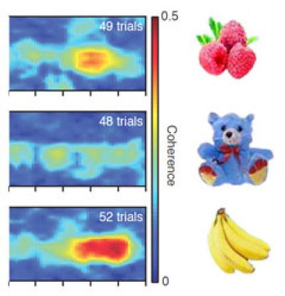 In-sync Brain Waves Encode Short-Term Memory of Objects Seen