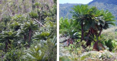 <i>Cycas micronesica </i>and <i>Cycas wadei</i>
