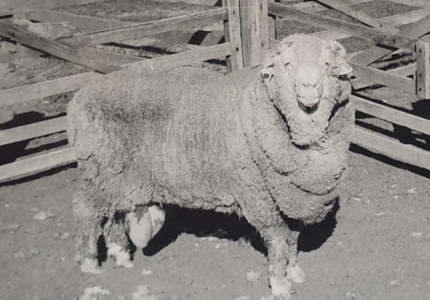 'Sir Freddie,' One of the Original Semen Donors, in 1969