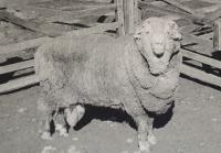 'Sir Freddie,' One of the Original Semen Donors, in 1969
