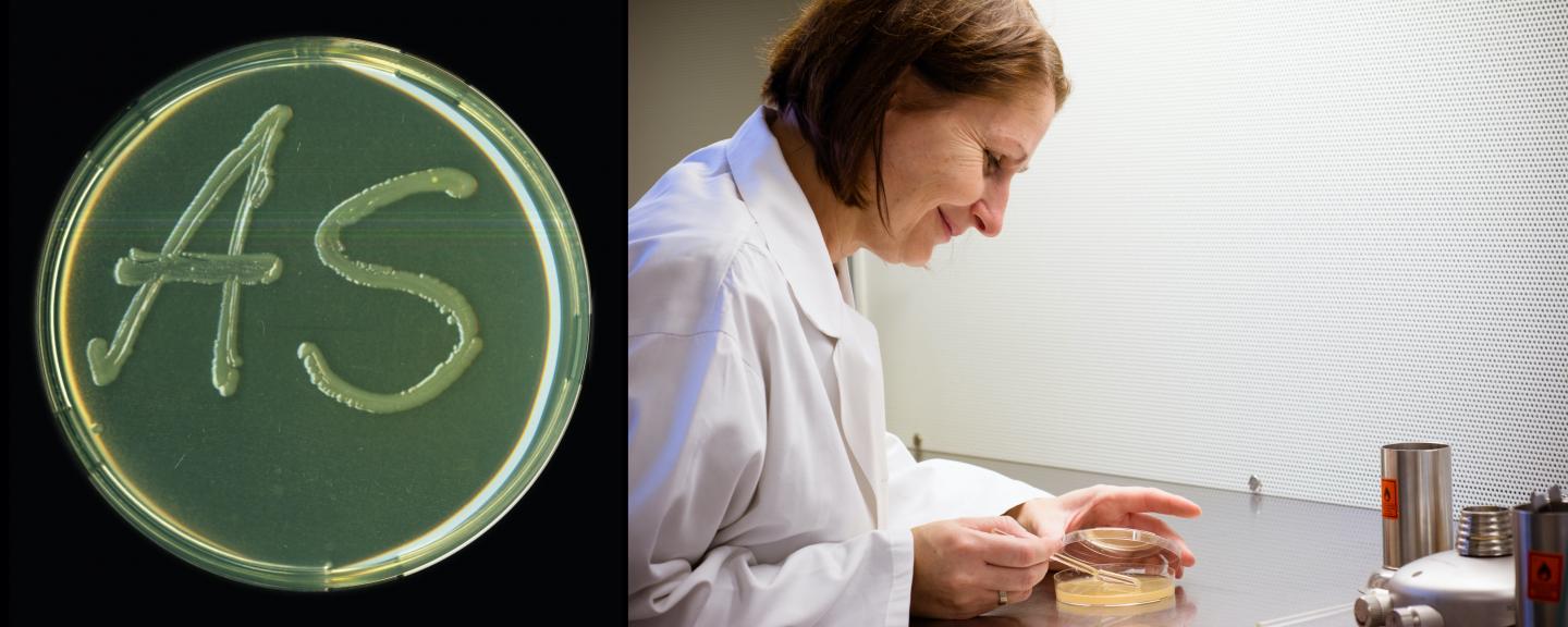 Cultivating <i>Escherichia coli</i> Bacteria