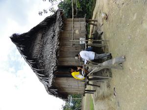Matses house