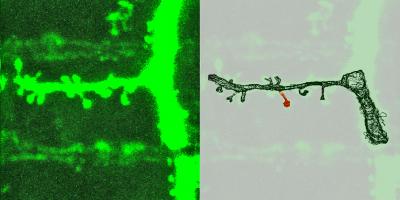 Synapses Learning