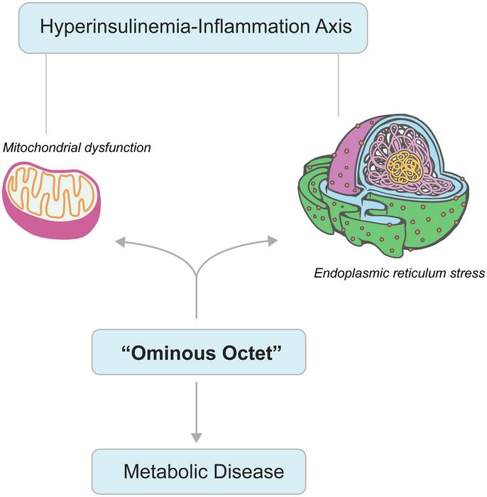 Organelle dysfunction in insulin resistance (IR) and metabolic disease