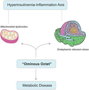 Organelle dysfunction in insulin resistance (IR) and metabolic disease
