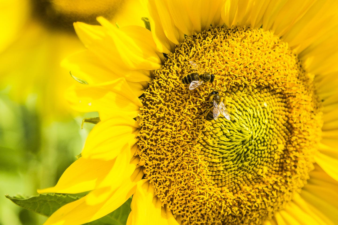 Honeybees