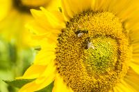 Honeybees