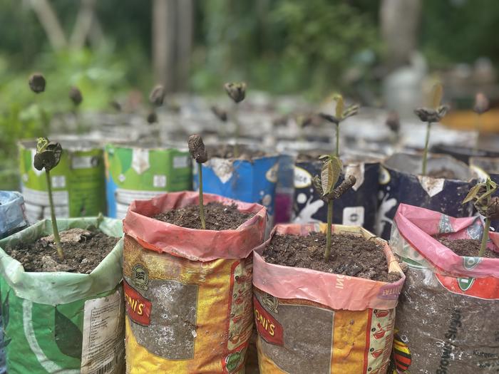 Tree seedlings