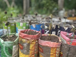 Tree seedlings