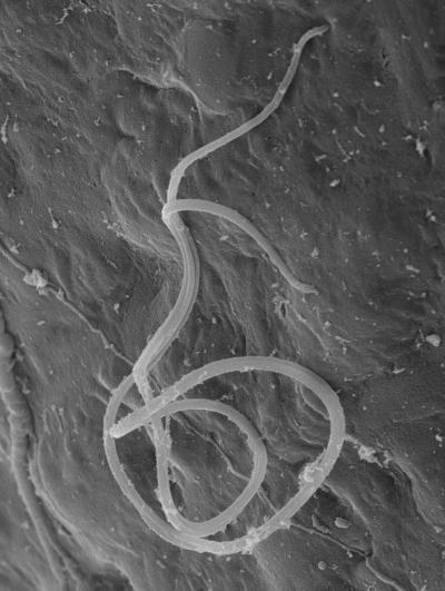 Can Inbreeding Explain Female Promiscuity? (3 of 3)