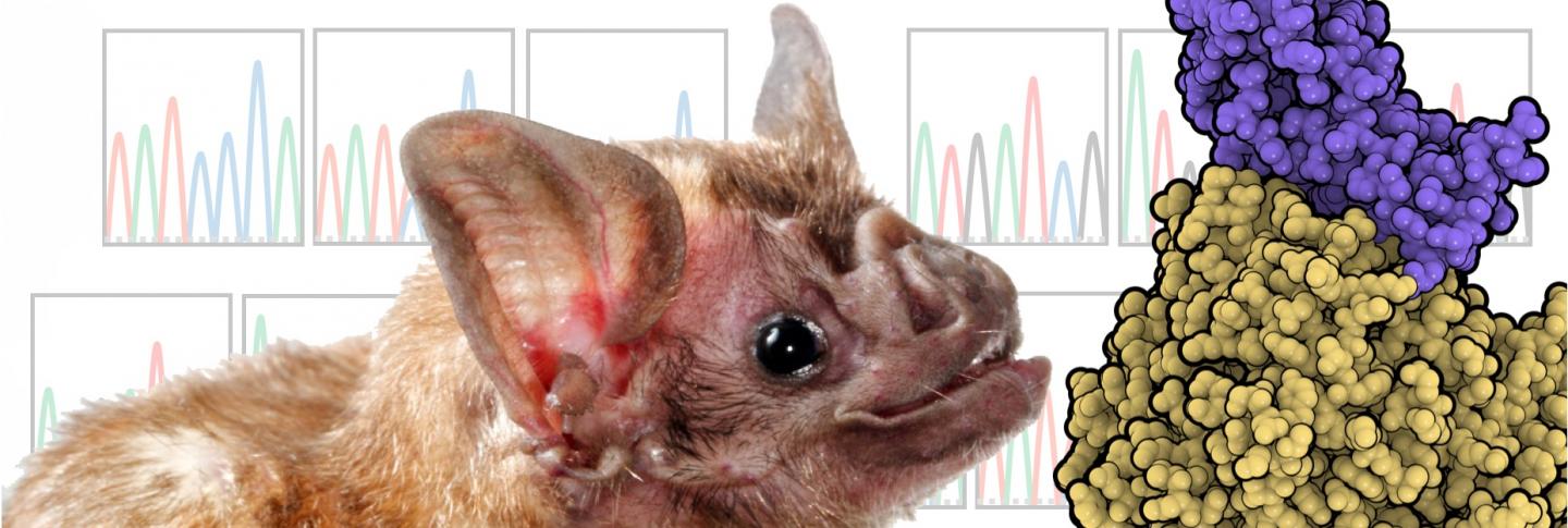 <em>Desmodus Rotundus</em>, or Vampire Bat, and MERS-CoV