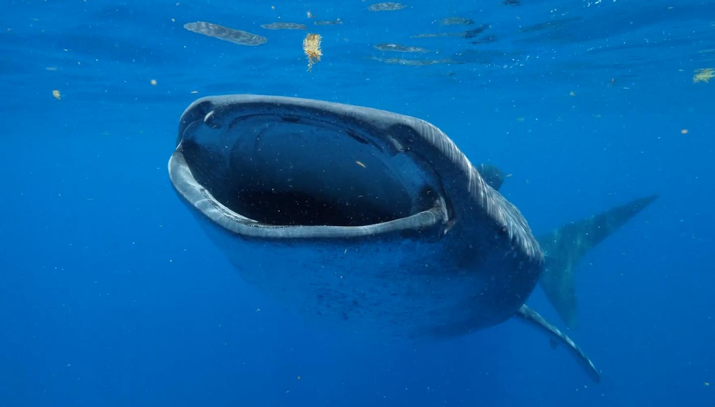 Whale Shark 2