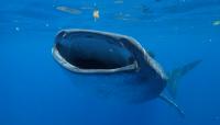 Whale Shark 2
