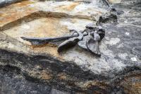 Four Pelvic Bones on a Stick