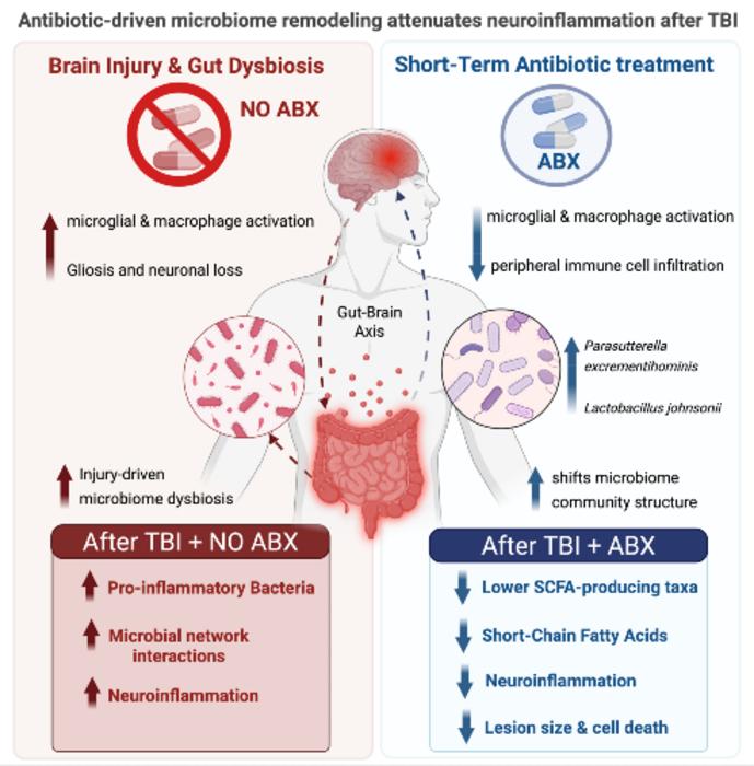 Graphical illustration of how this research is envisioned in humans