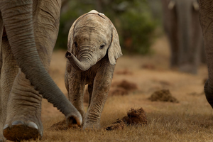 Young elephant