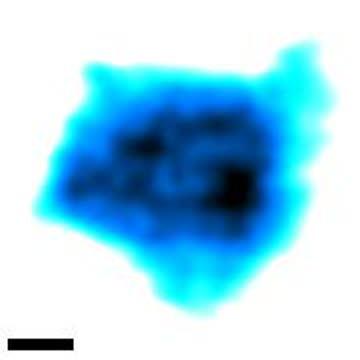Nuclear Pore Complexes at Work (2 of 2)