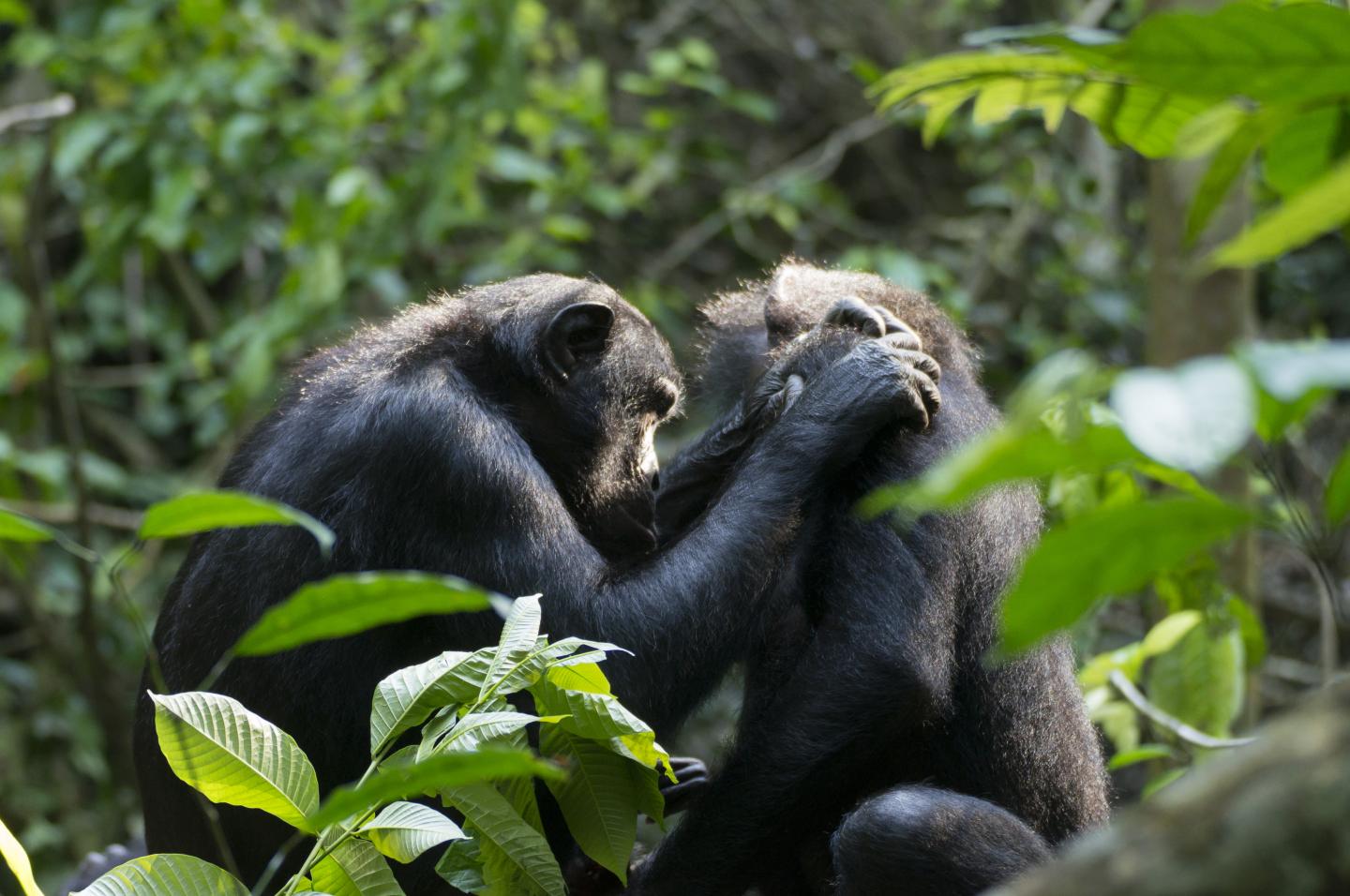 Fuku grooming Hoshi