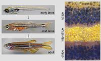 Zebrafish Stripes