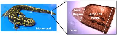 Salamander Tail Regeneration